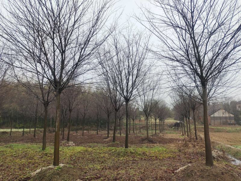 榉树红榉树各种规格榉树小苗1至20公分造林占地用苗