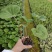 大吴风草福建漳州大吴风草