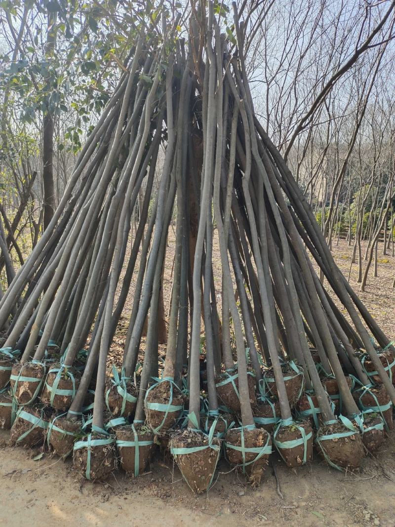 榉树红榉树各种规格榉树小苗1至20公分造林占地用苗