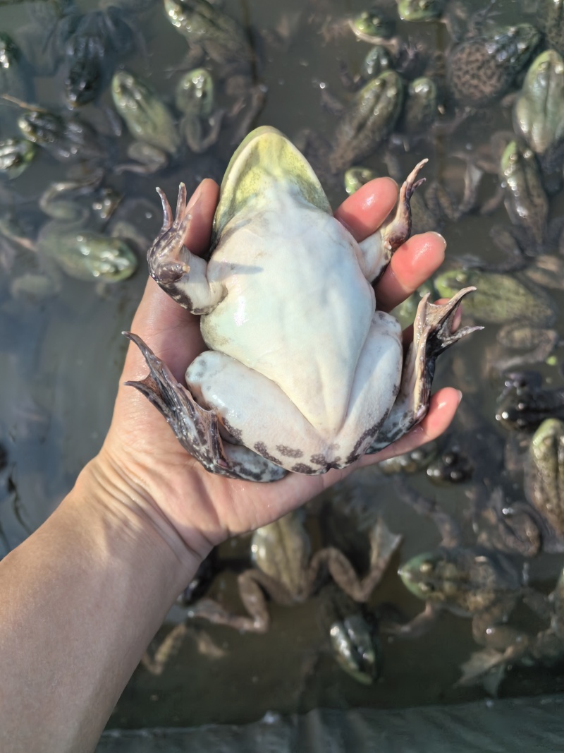 牛蛙，无抗牛蛙，鲜活牛蛙，整车欢迎档口批发食品厂老板来电