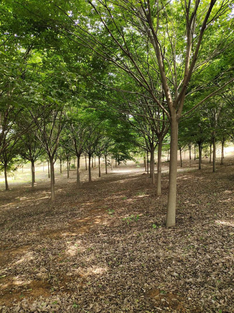 榉树红榉树各种规格榉树小苗1至20公分造林占地用苗
