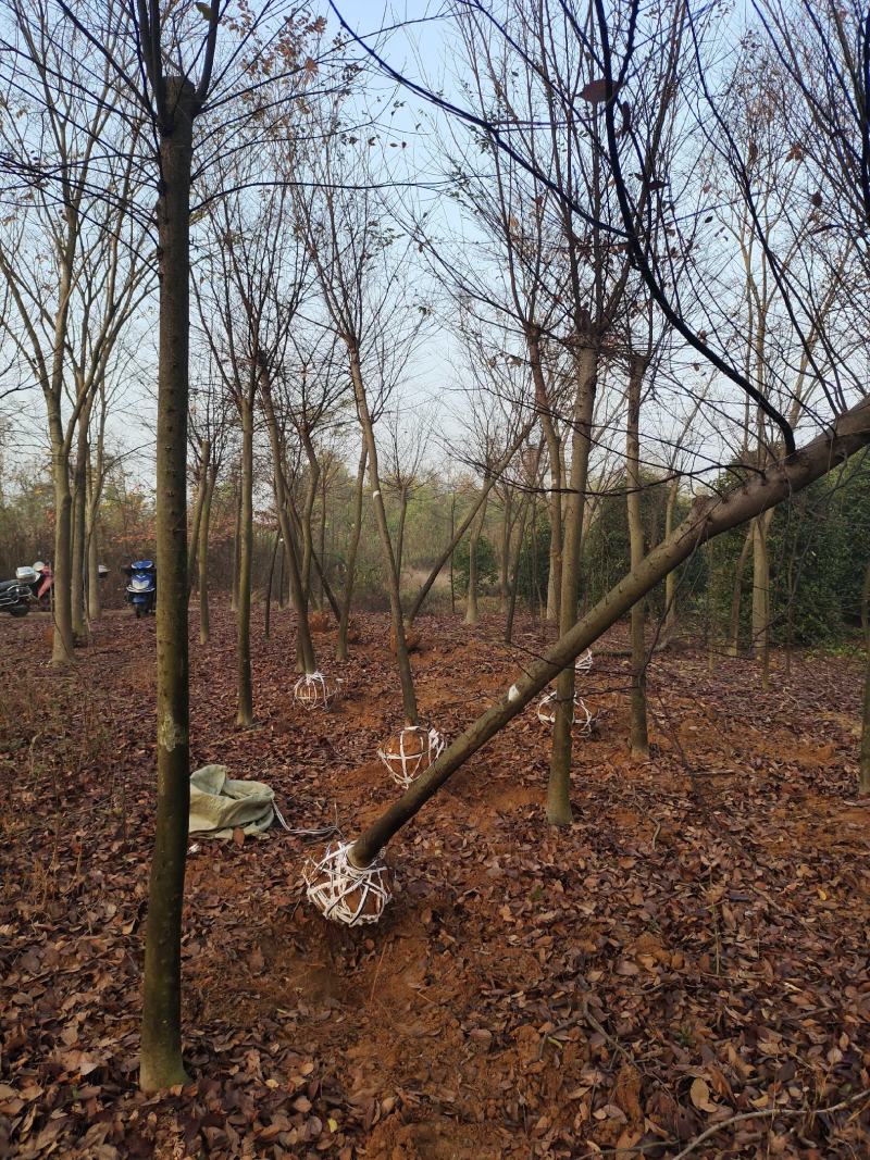 榉树红榉树各种规格榉树小苗1至20公分造林占地用苗