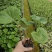 大吴风草福建漳州大吴风草