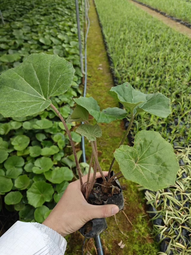 大吴风草福建漳州大吴风草