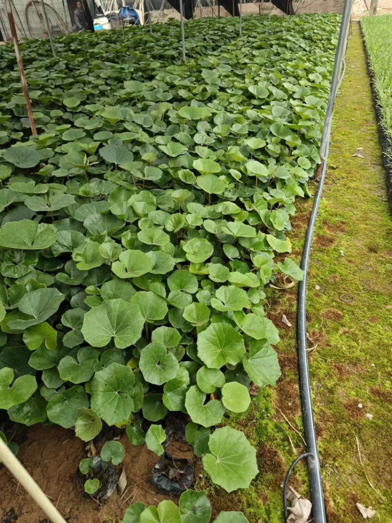 大吴风草福建漳州大吴风草