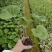 大吴风草福建漳州大吴风草
