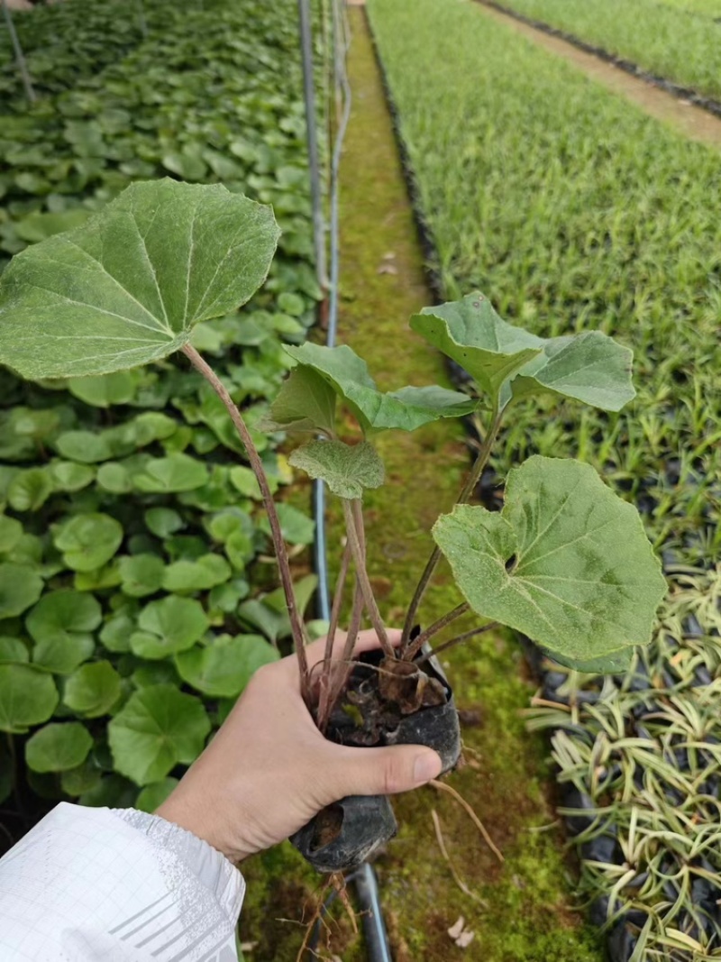 大吴风草福建漳州大吴风草