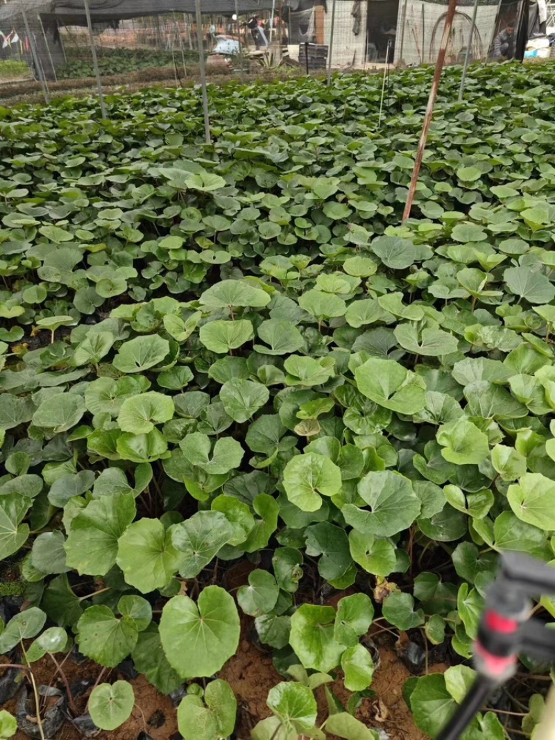 大吴风草福建漳州大吴风草