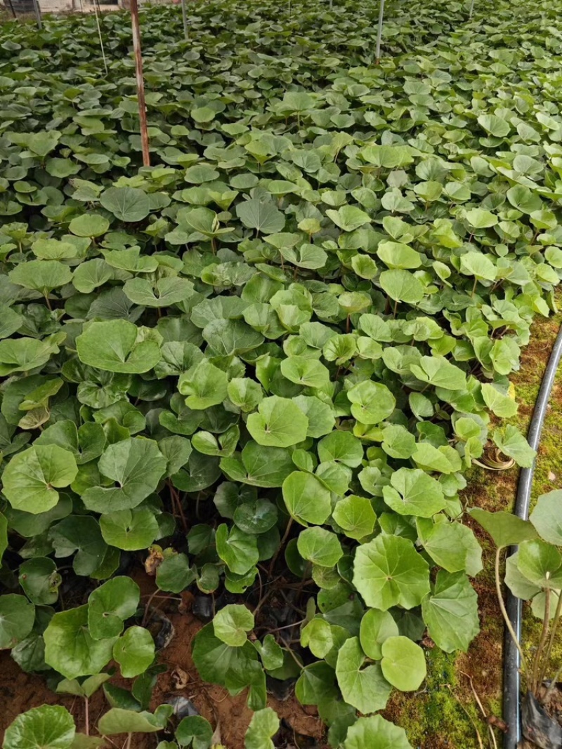 大吴风草福建漳州大吴风草