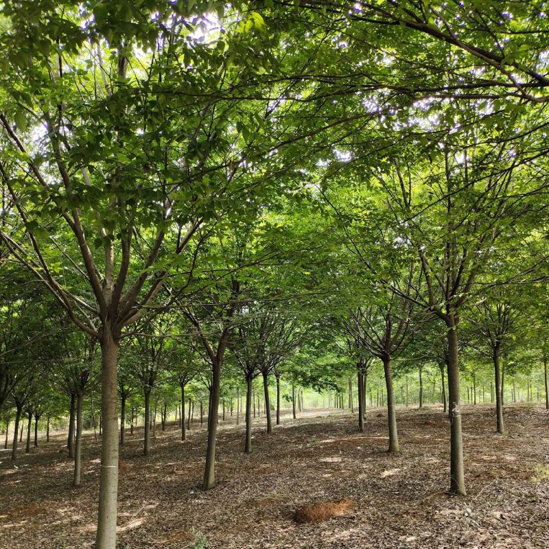榉树红榉树各种规格榉树小苗1至20公分造林占地用苗