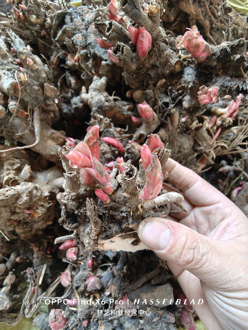 芍药花苗根块花卉室外盆栽室内植物庭院四季种花根