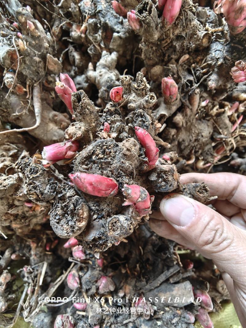 芍药花苗根块花卉室外盆栽室内植物庭院四季种花根