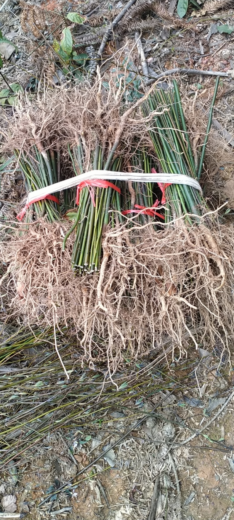 山苍子苗小苗