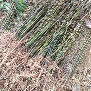 山苍子苗小苗