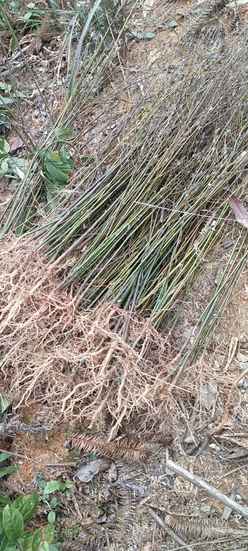 山苍子苗小苗