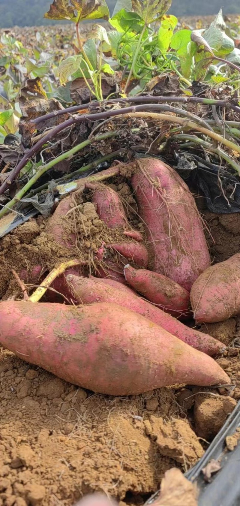 济26自家种植基地直发全国可发质量保障