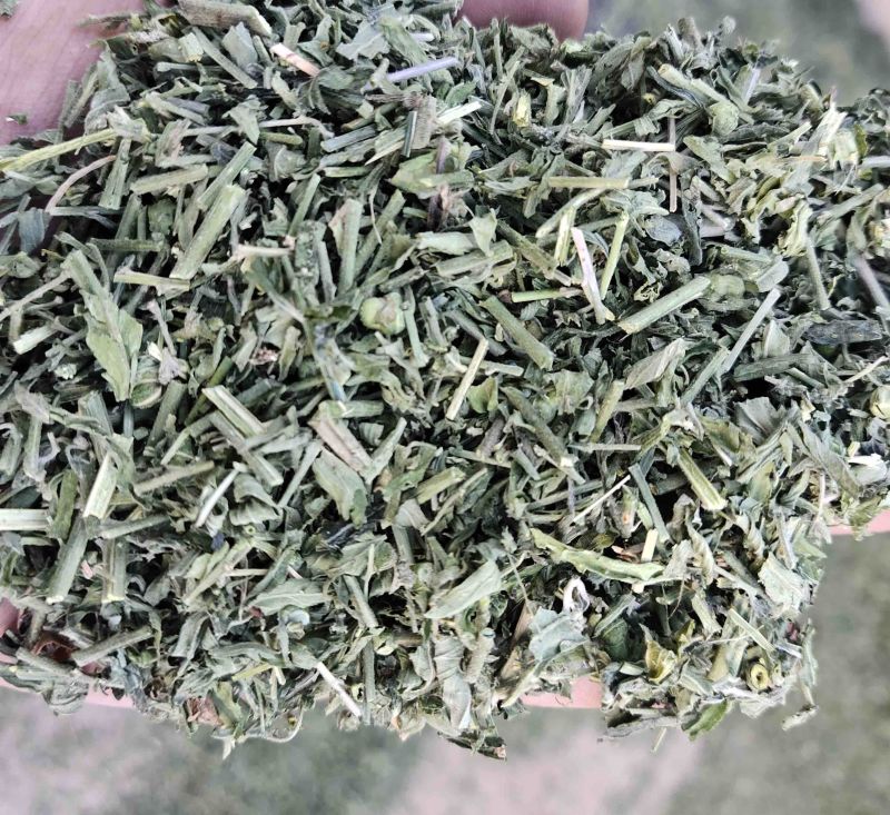 珍珠透骨草颜色青刀工好过筛过沫子一手货源，包检。