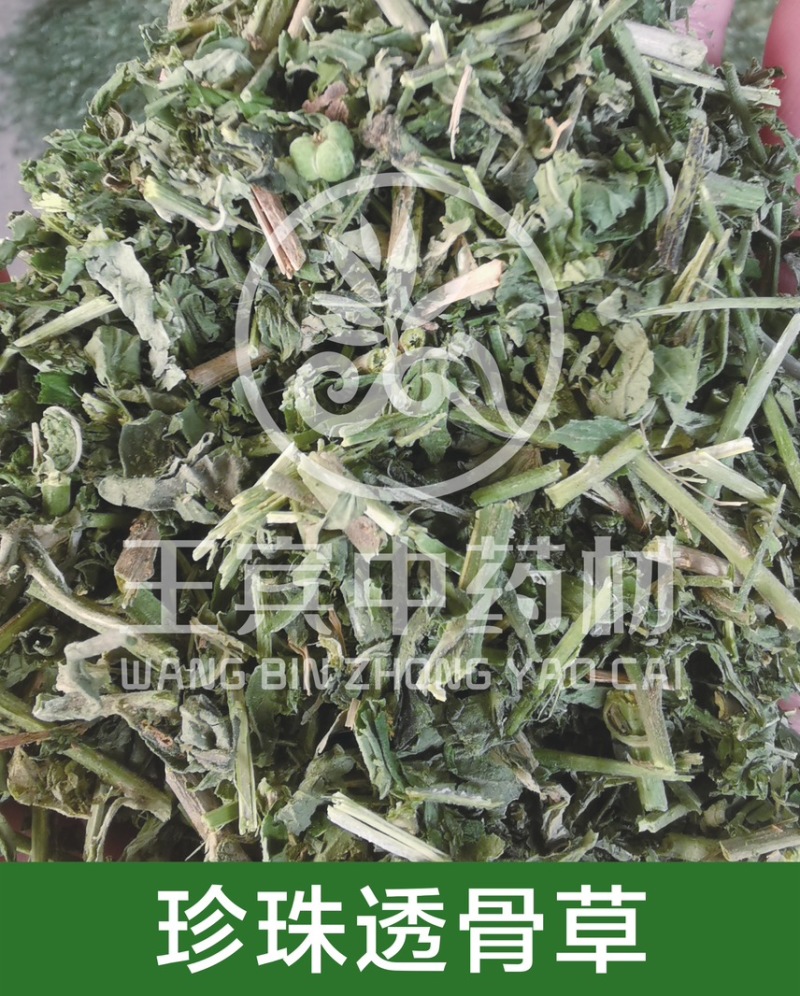 珍珠透骨草颜色青刀工好过筛过沫子一手货源，包检。