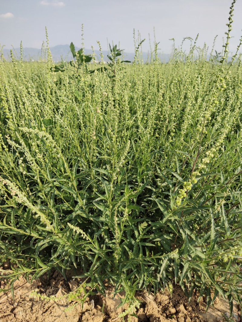 珍珠透骨草颜色青刀工好过筛过沫子一手货源，包检。