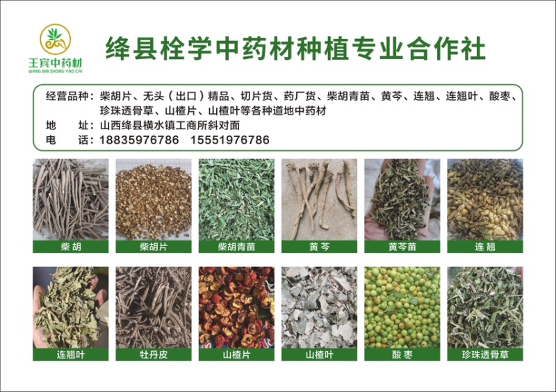 珍珠透骨草颜色青刀工好过筛过沫子一手货源，包检。