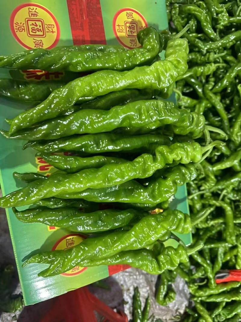 新鲜辣椒钦州螺丝椒