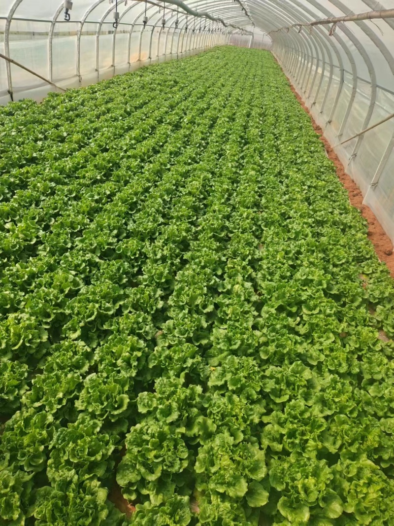 云南精选意大利生菜，基地直发，供应各大渠道保质保量。
