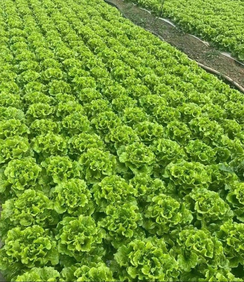 云南精选意大利生菜，基地直发，供应各大渠道保质保量。