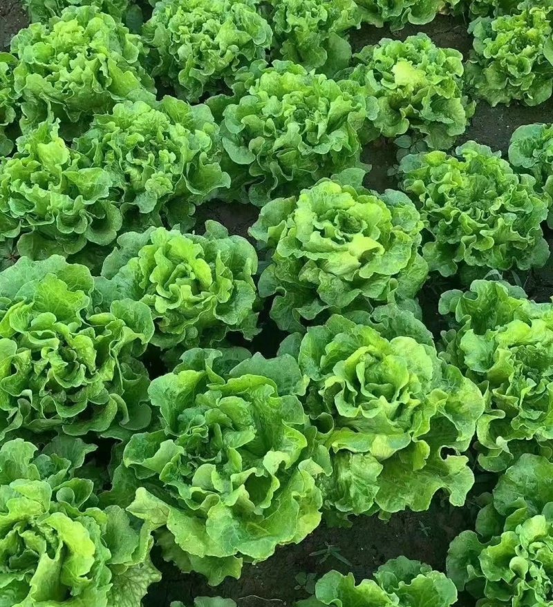 云南精选意大利生菜，基地直发，供应各大渠道保质保量。