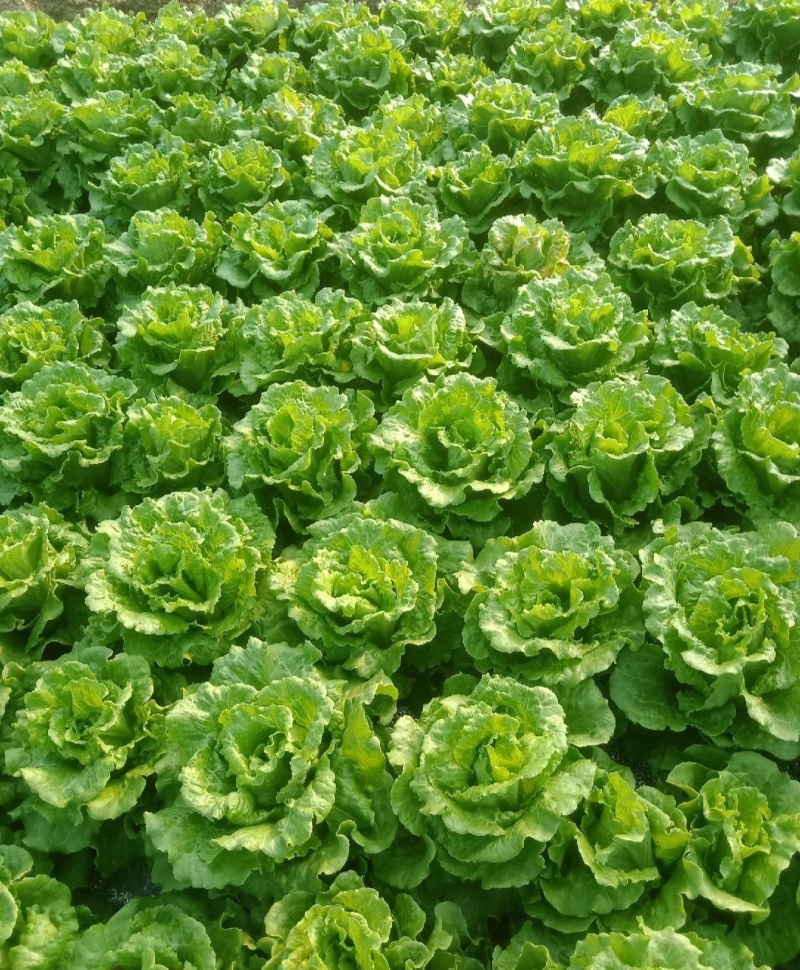 云南精选意大利生菜，基地直发，供应各大渠道保质保量。