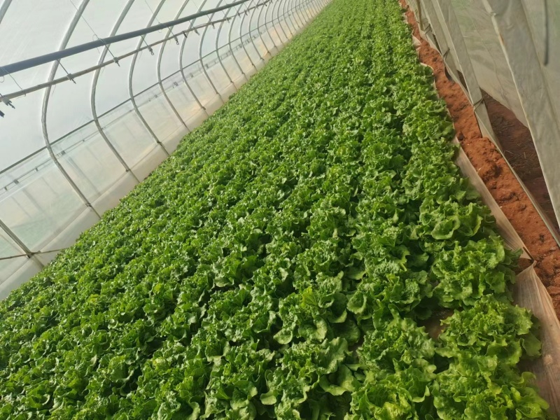 云南精选意大利生菜，基地直发，供应各大渠道保质保量。