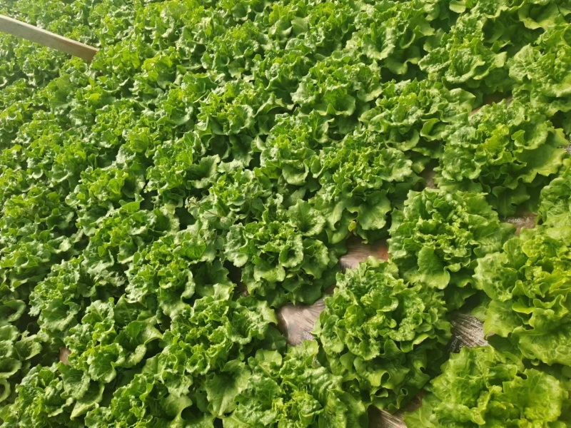 云南精选意大利生菜，基地直发，供应各大渠道保质保量。