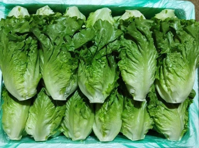 云南精选意大利生菜，基地直发，供应各大渠道保质保量。