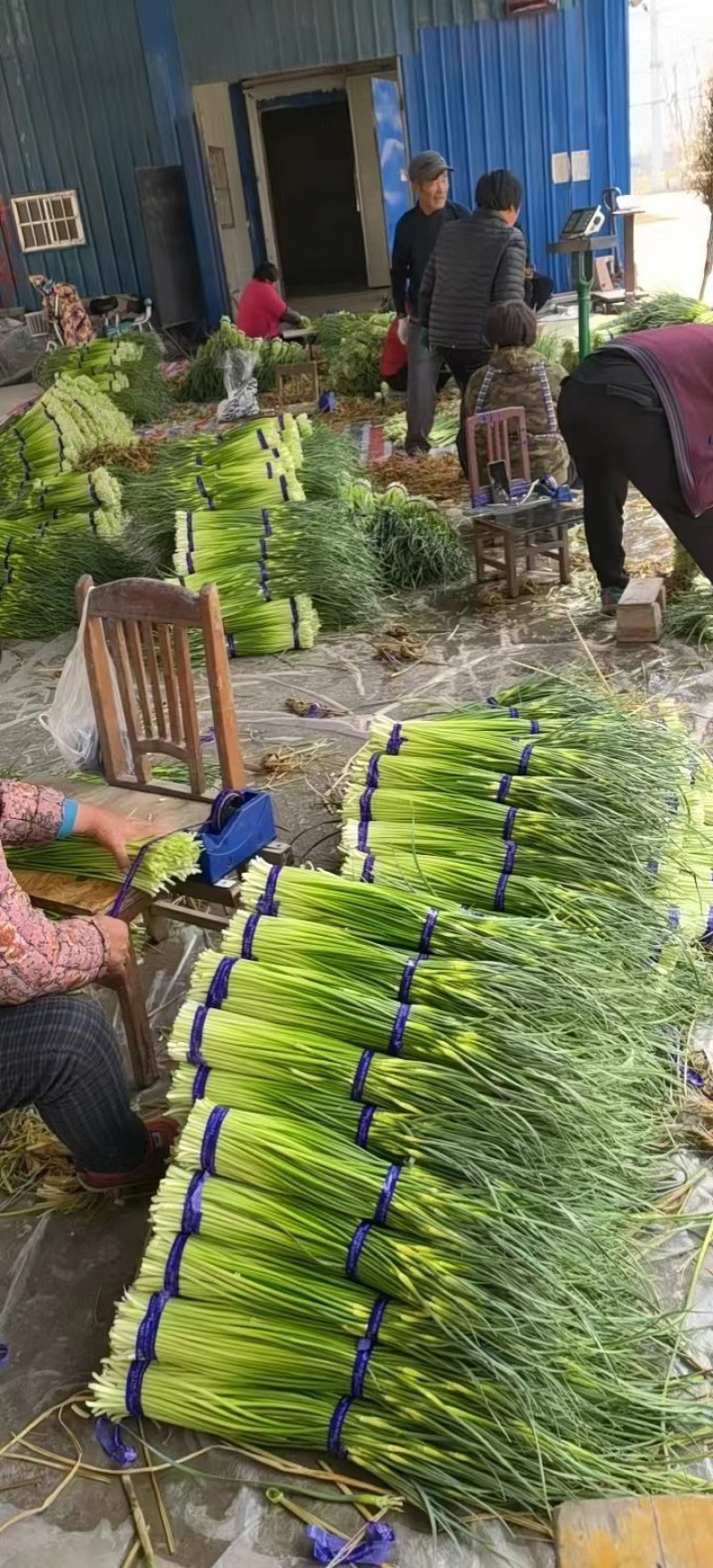 白帽蒜苔上市