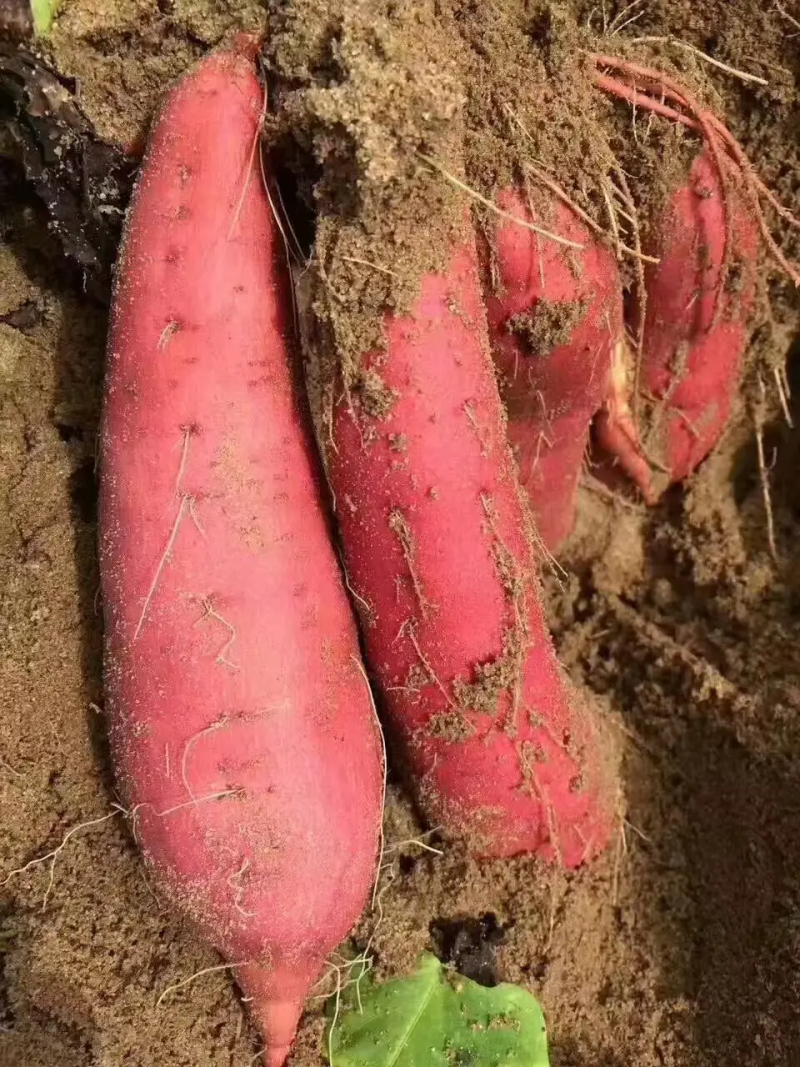 精品红薯西瓜红红薯大量供应中产地直发对接商超市场等