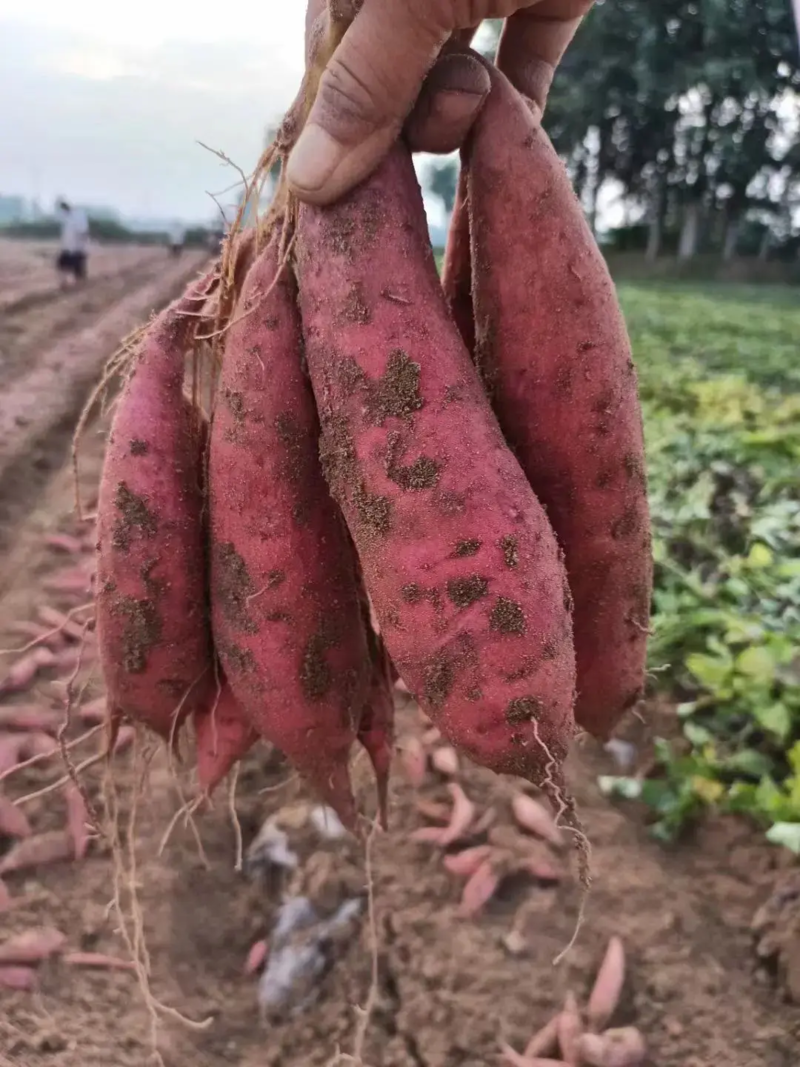 精品红薯西瓜红红薯大量供应中产地直发对接商超市场等
