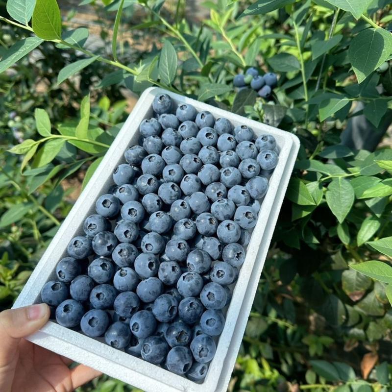 【一件代发】产地蓝莓供应一手货源保质保量货源充足