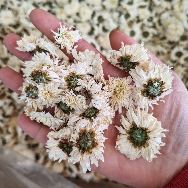 .七月菊500克白菊花散装泡水菊花茶干花草茶花果茶批发