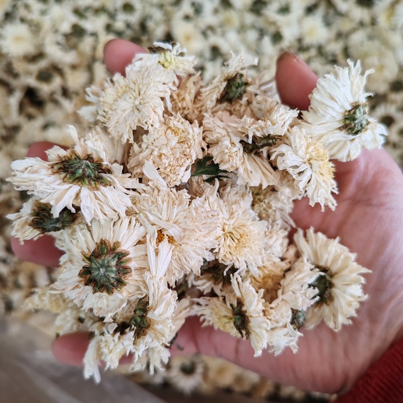 .七月菊500克白菊花散装泡水菊花茶干花草茶花果茶批发