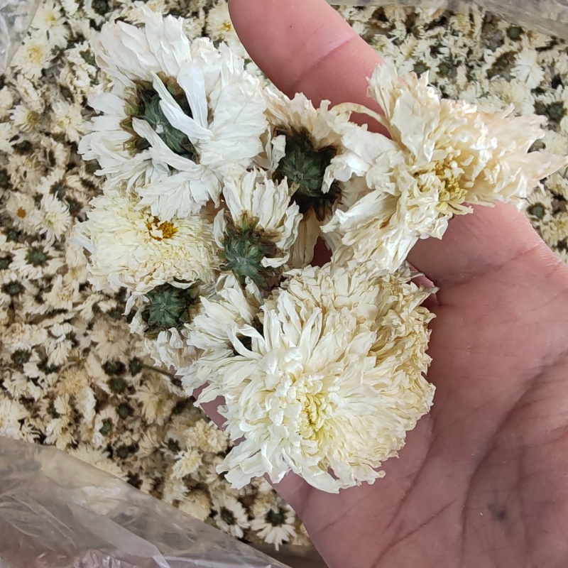 .七月菊500克白菊花散装泡水菊花茶干花草茶花果茶批发