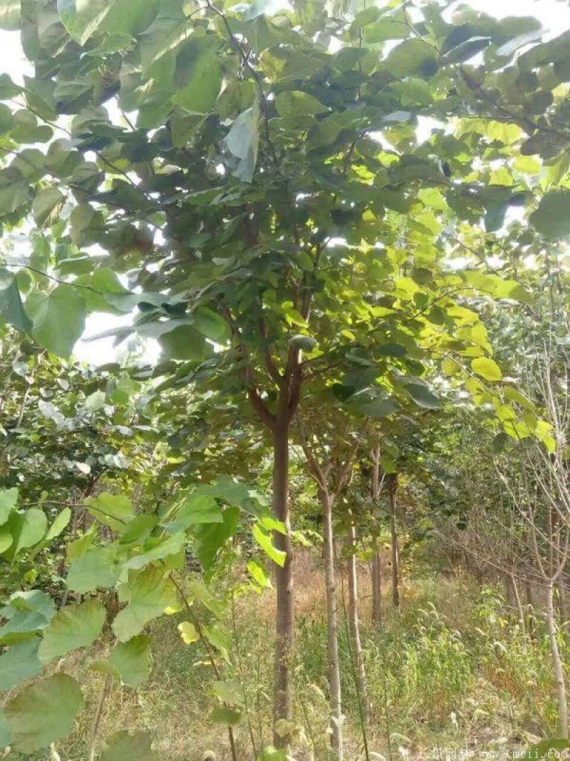 紫荆花