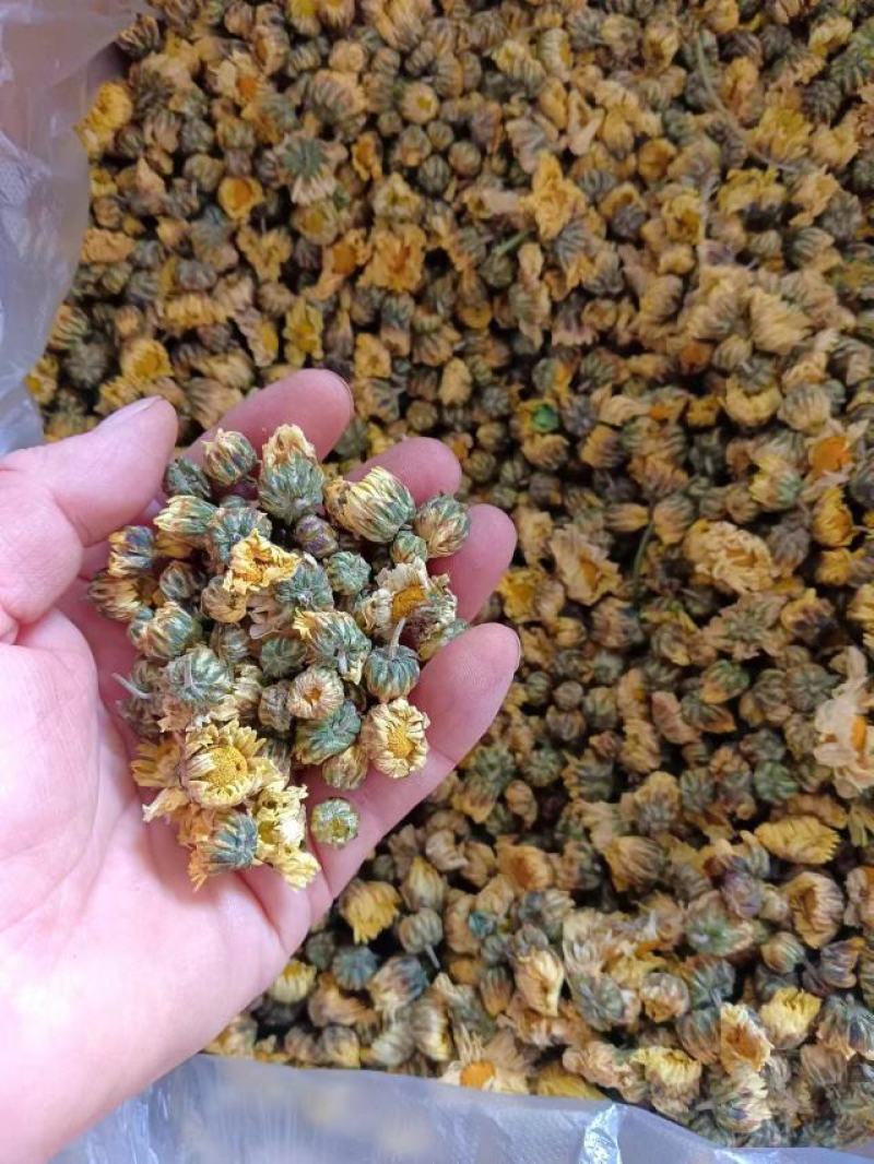 杭白菊北京菊