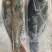 青衣（二去一去腮、去肚）鲜美口感，物美价廉！可青蒸一火锅