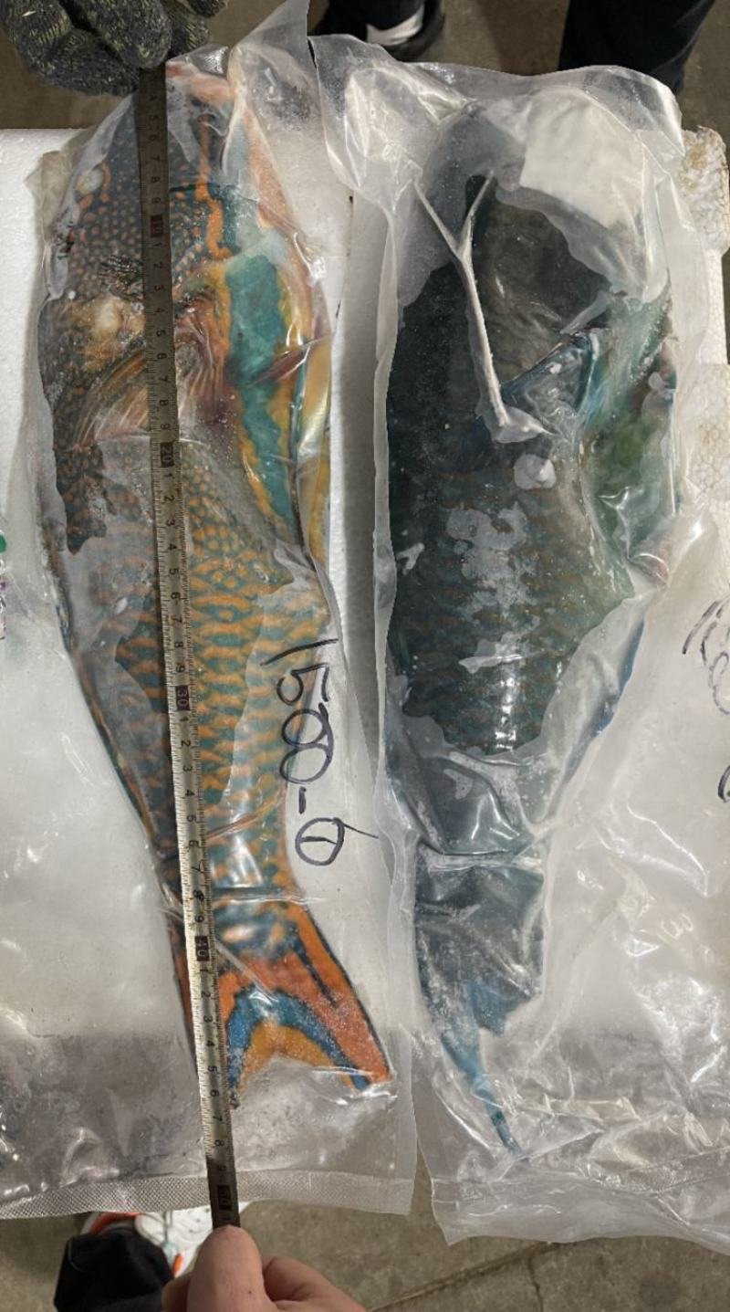 青衣（二去一去腮、去肚）鲜美口感，物美价廉！可青蒸一火锅