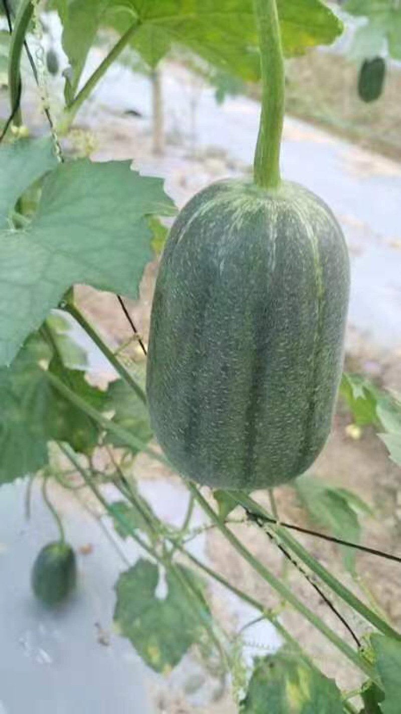 苹果丝瓜