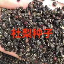 优质杜梨种子，冬藏杜梨