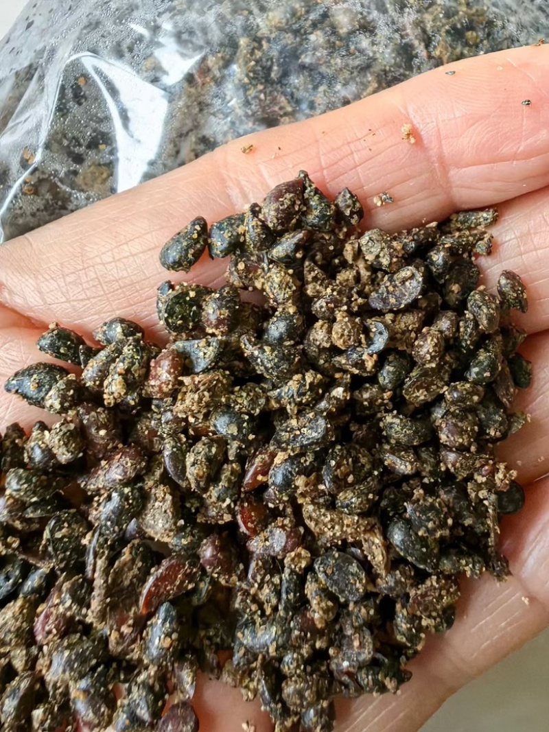 优质杜梨种子，冬藏杜梨