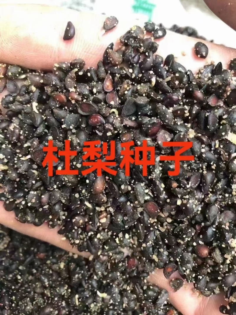 优质杜梨种子，冬藏杜梨