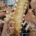 【卤味】寸排五香寸排全熟五香寸排KTV农家乐