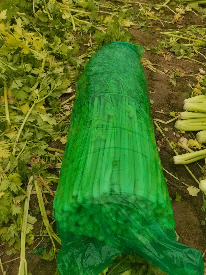 芹菜，小棵芹菜大量出售，地址安徽省砀山县。
