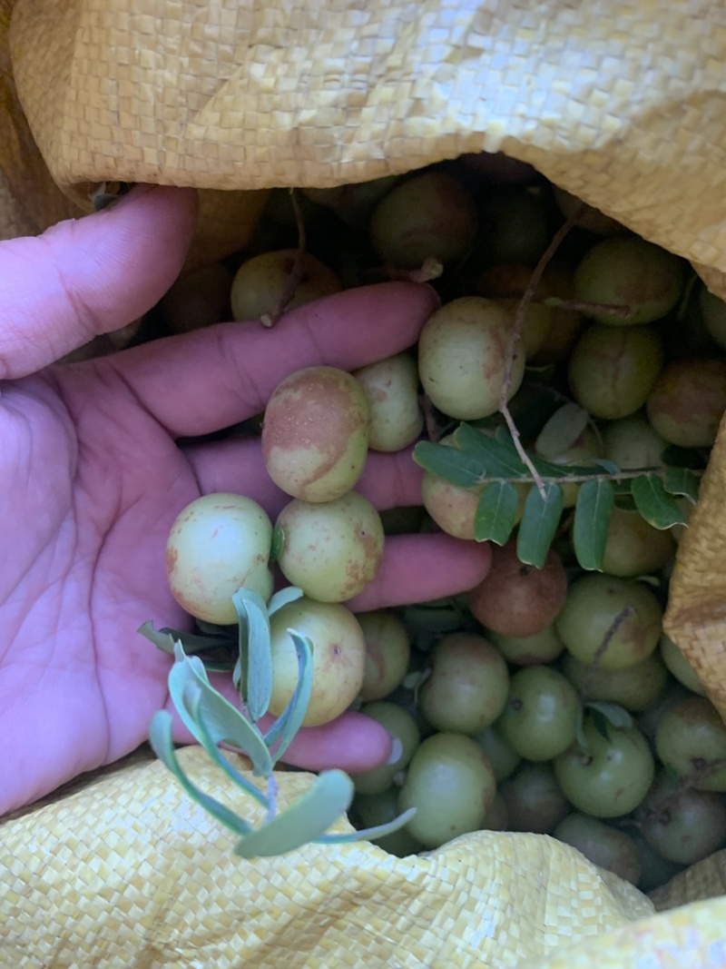 油柑，